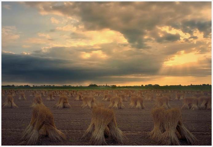 The flax field in the morning.