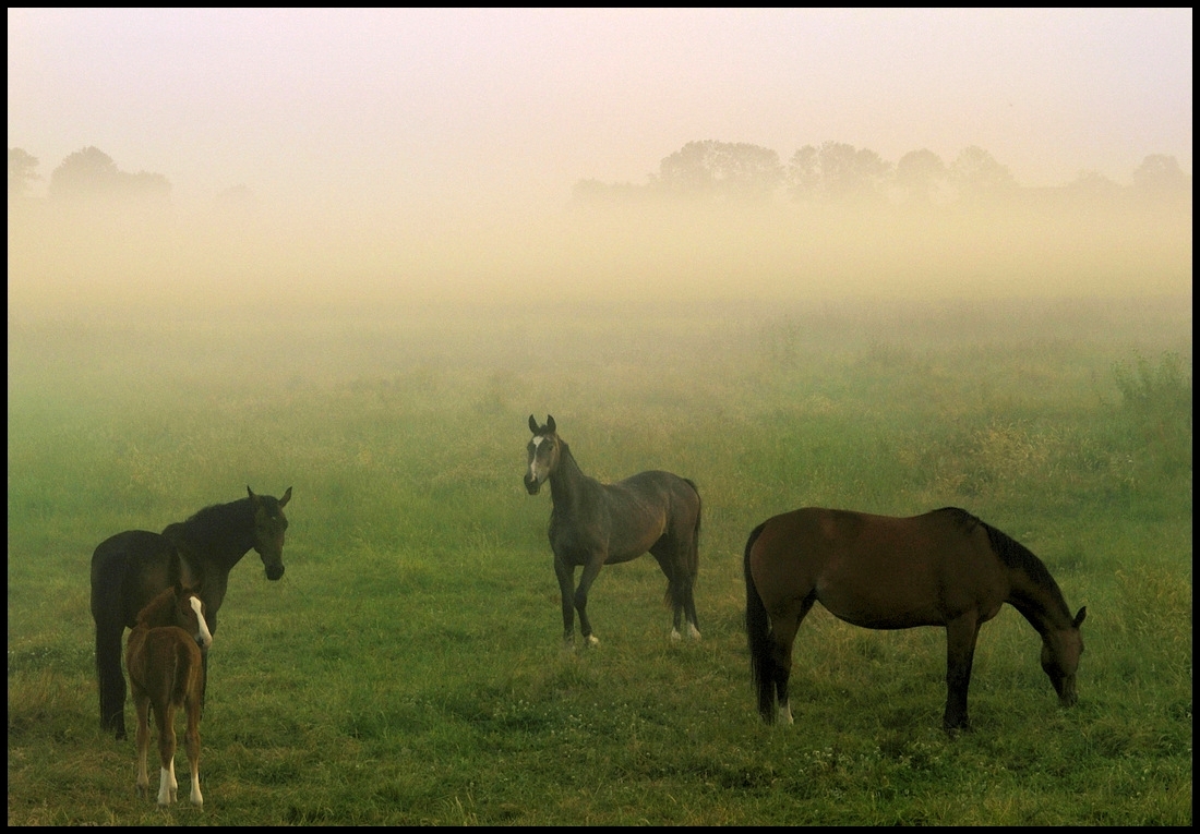 Horses in the morning.