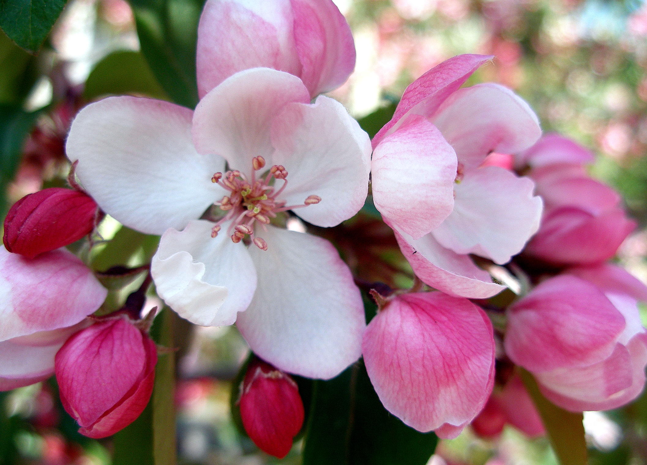 "Яблони в цвету - любви круженье!..."