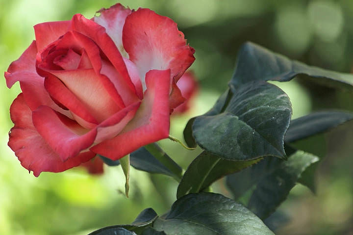 Восточная красавица