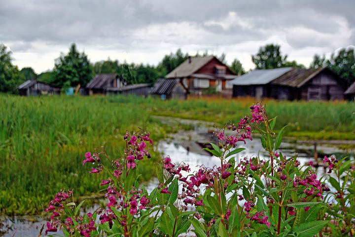 Слезы лета