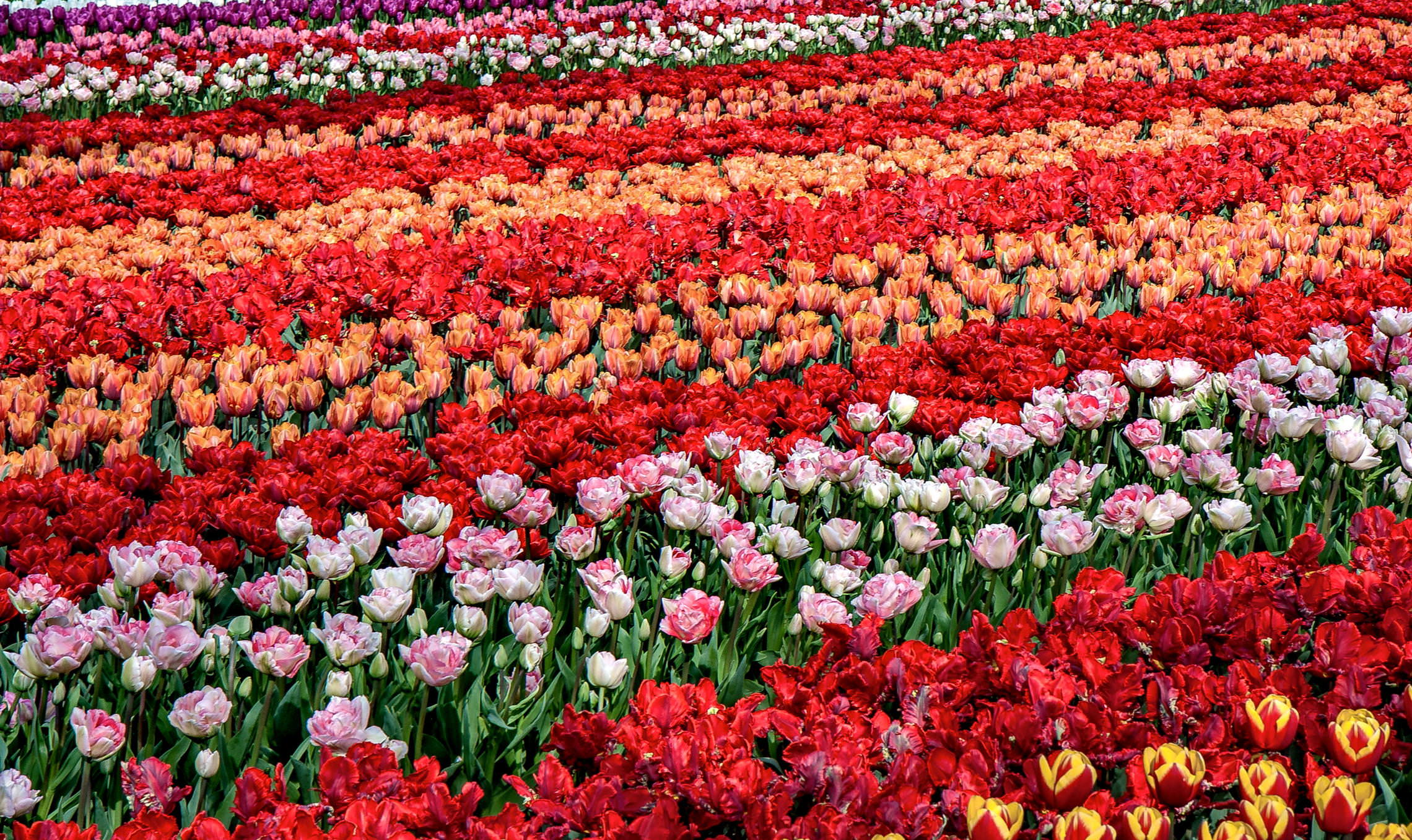 Tulips in Holland 04-2015(1)