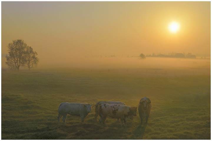 A morning in Vladslo.