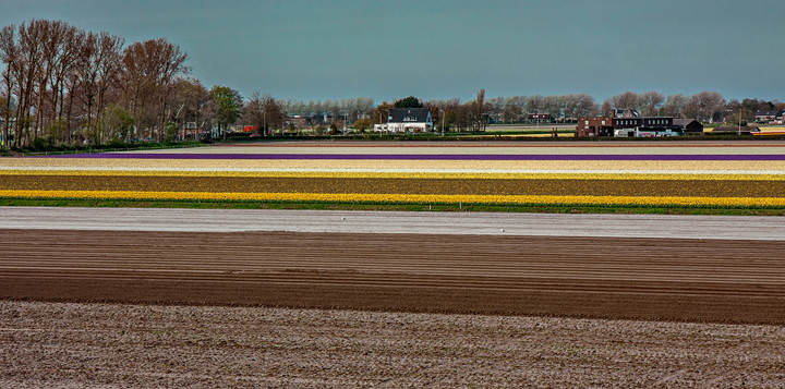 Tulips in Holland 04-2015(2)