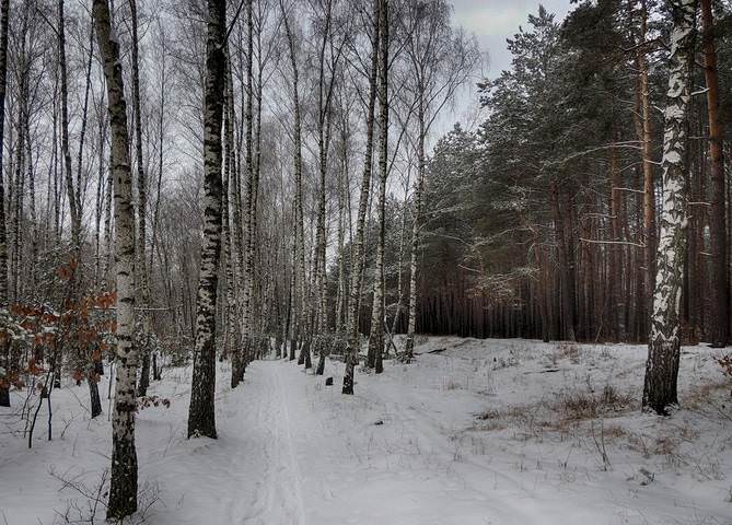 Серия "Зимний лес"