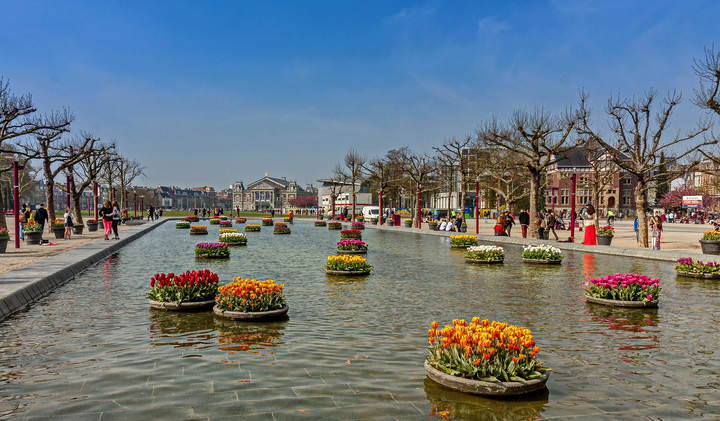 Tulips in Holland 04-2015(3)