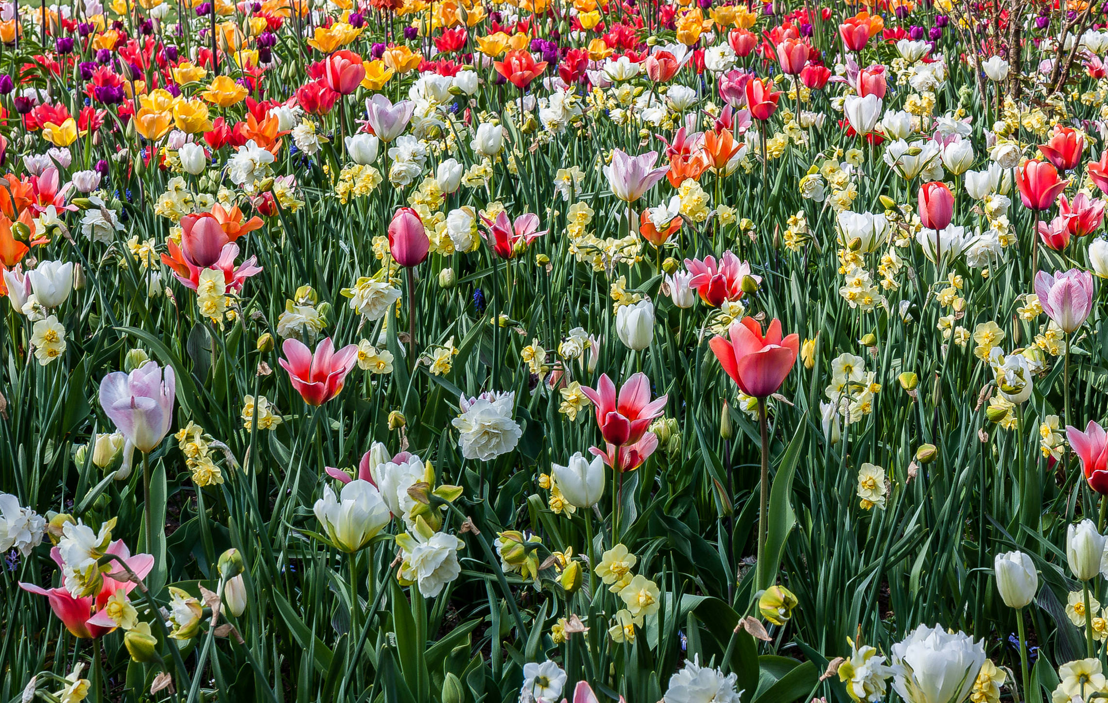 Tulips in Holland 04-2015 (4)