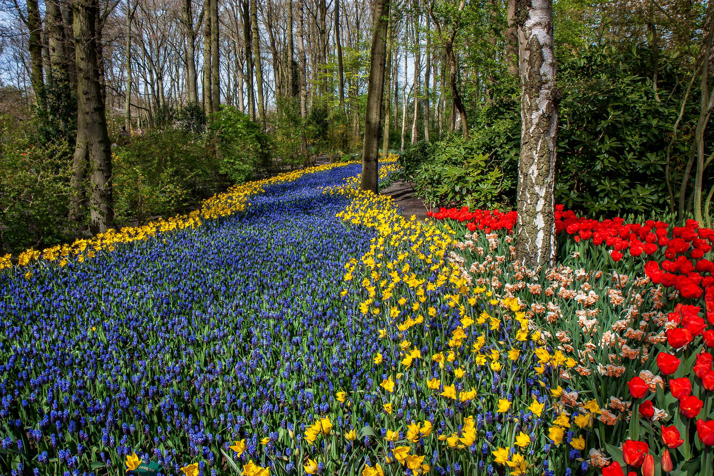 Tulips in Holland 04-2015 (5)