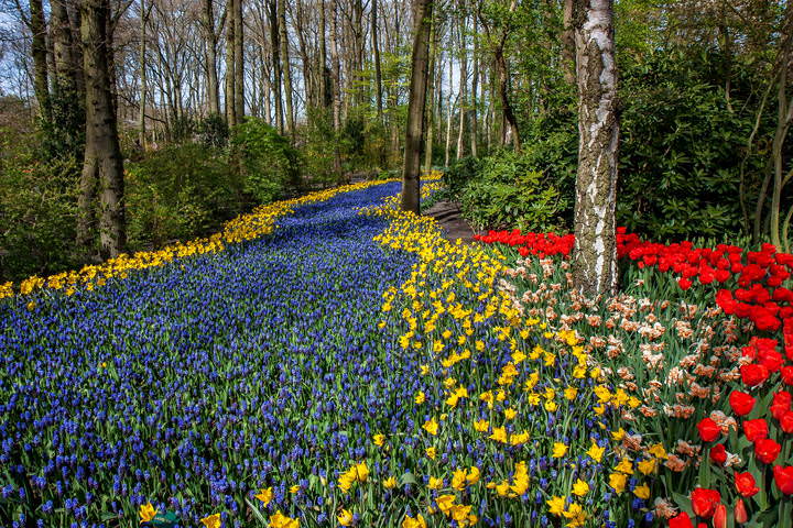 Tulips in Holland 04-2015 (5)