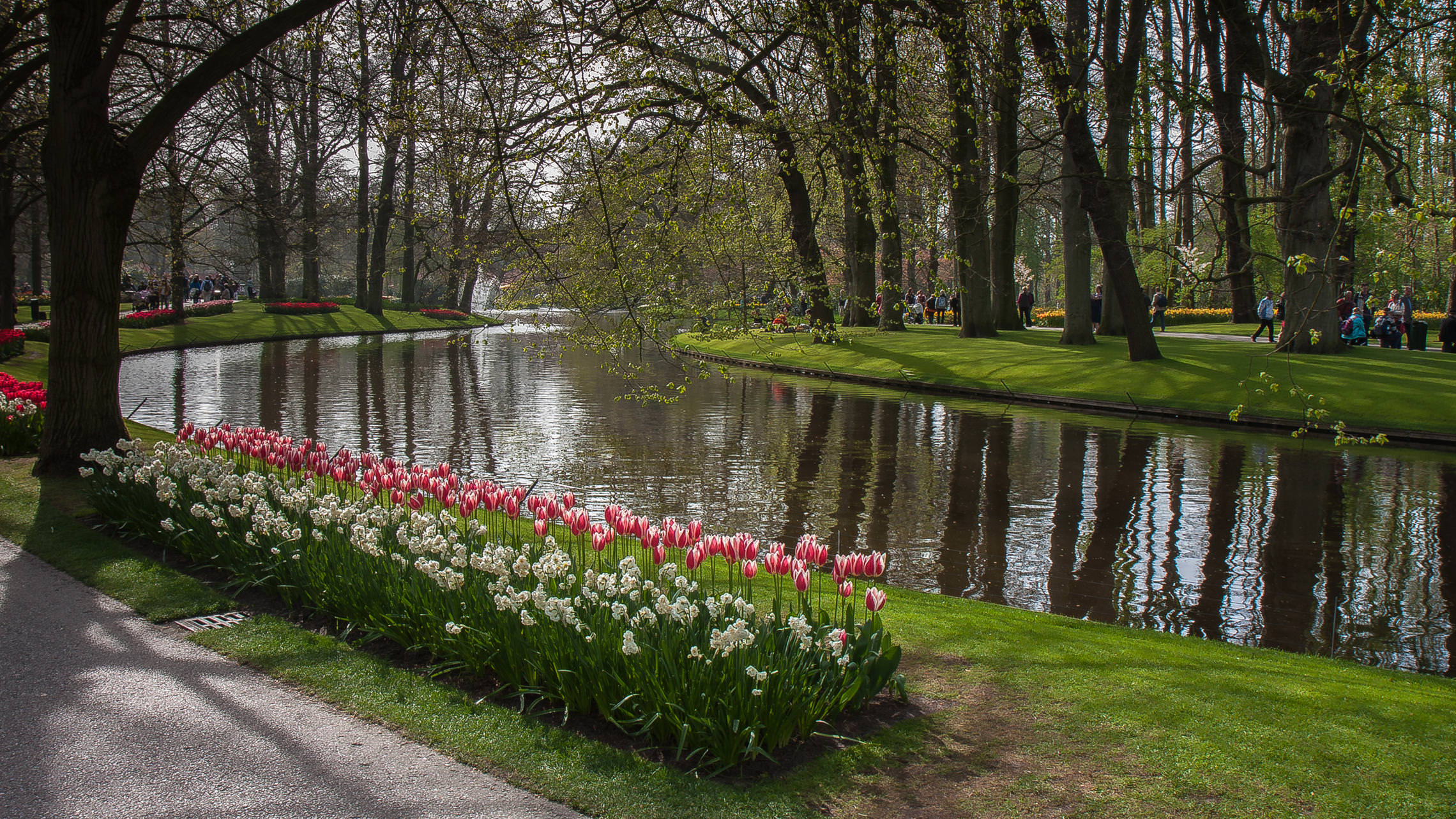 Tulips in Holland 04-2015 (6)