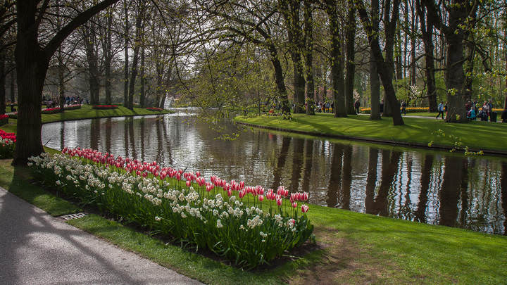 Tulips in Holland 04-2015 (6)