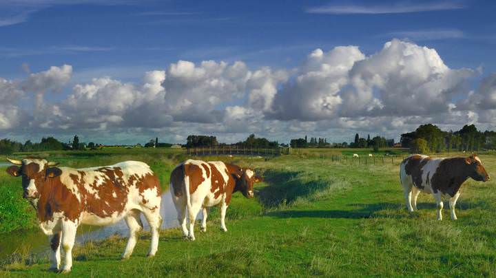 Spring in Flanders