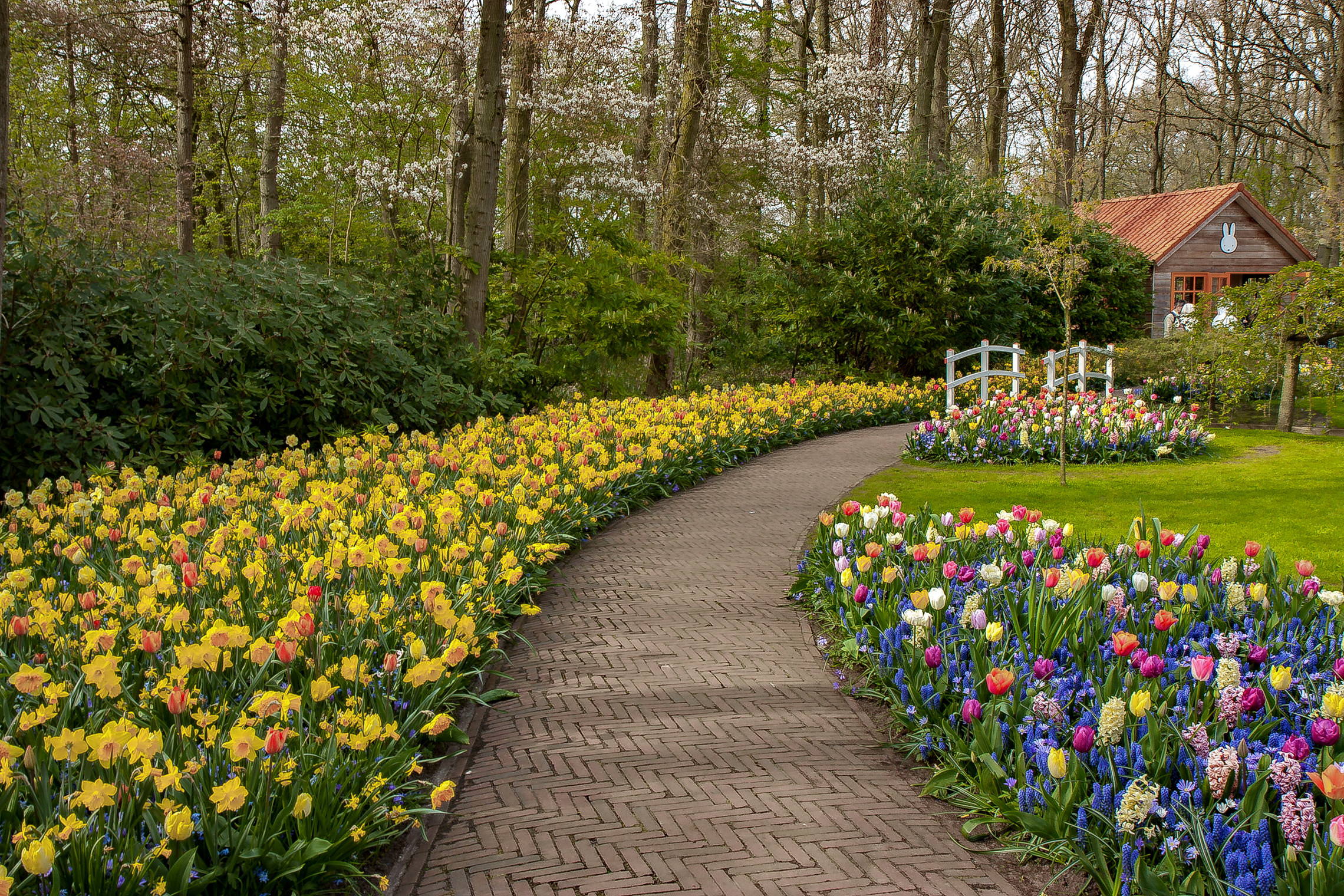 Tulips in Holland 04-2015 (7)