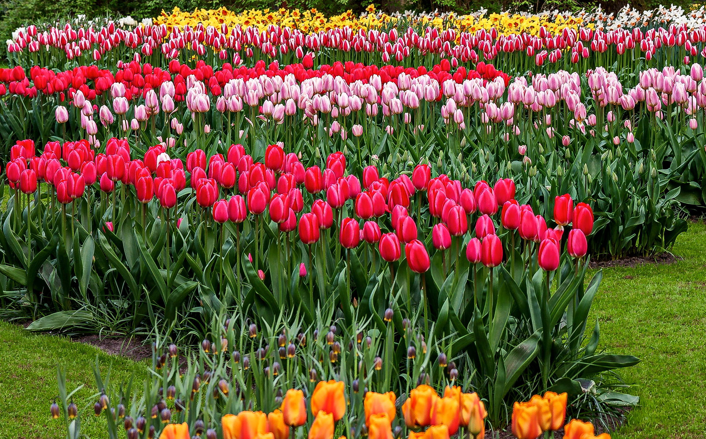 Tulips in Holland 04-2015 (8)