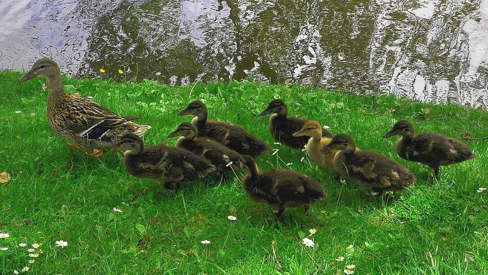 The family duck.