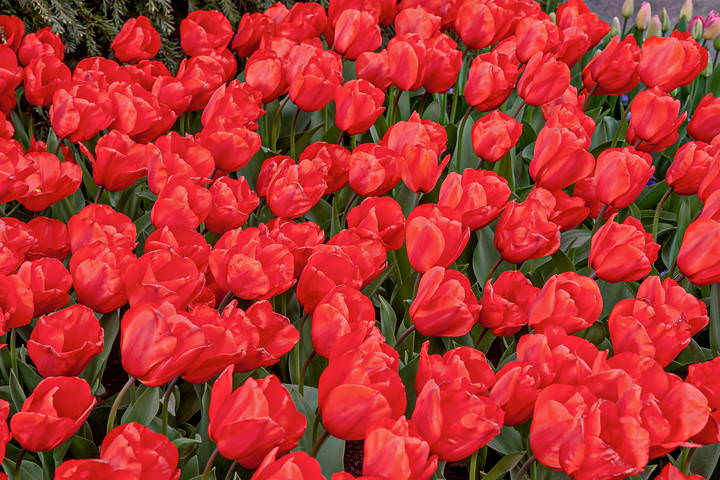 Tulips in Holland 04-2015 (9)