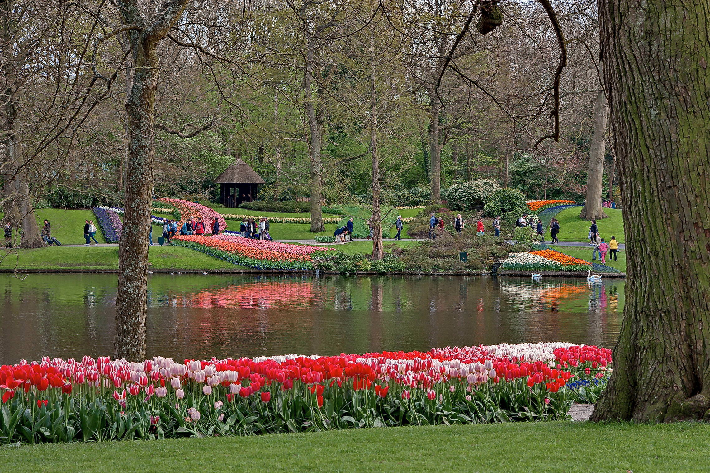 Tulips in Holland 04-2015 (10)