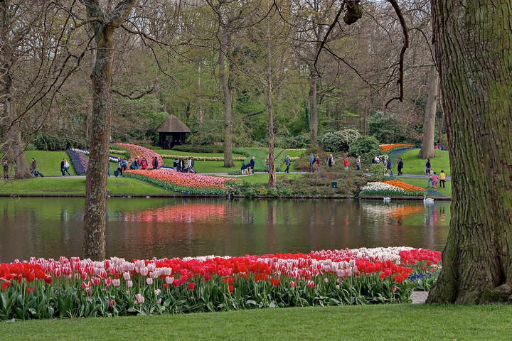 Tulips in Holland 04-2015 (10)