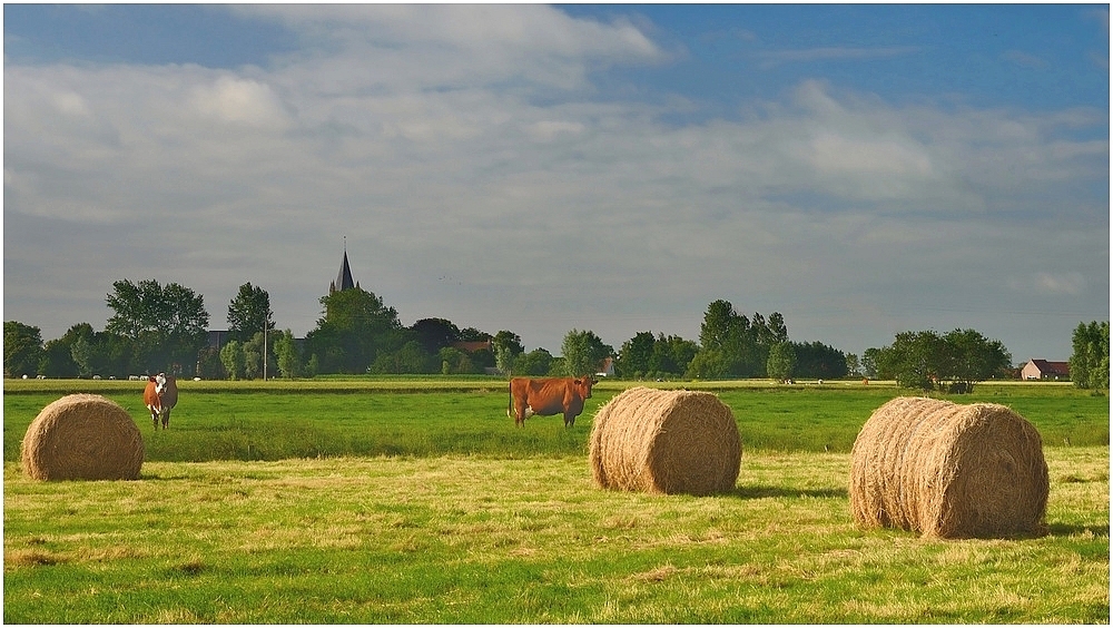 A summer day in Flanders