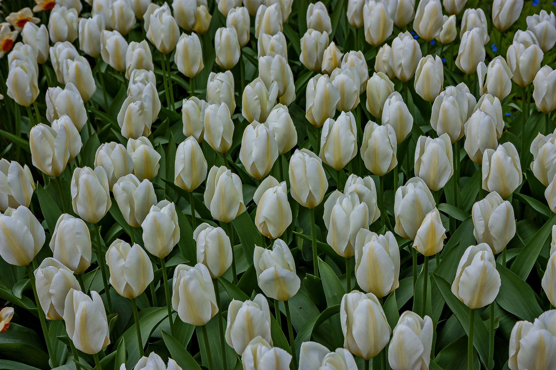 Tulips in Holland 04-2015 (11)