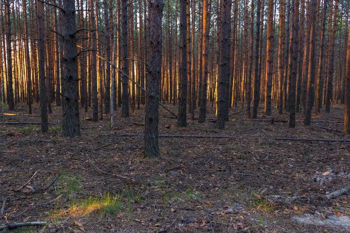 В вечернем лесу..