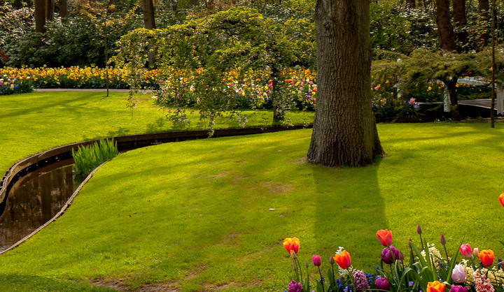 Tulips in Holland 04-2015 (12)
