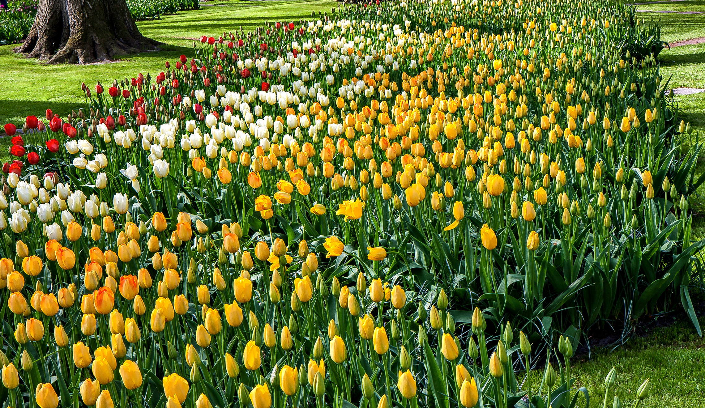 Tulips in Holland 04-2015 (13)