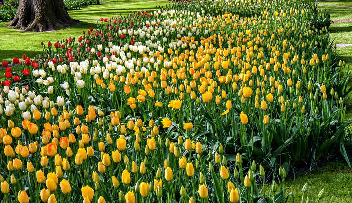 Tulips in Holland 04-2015 (13)
