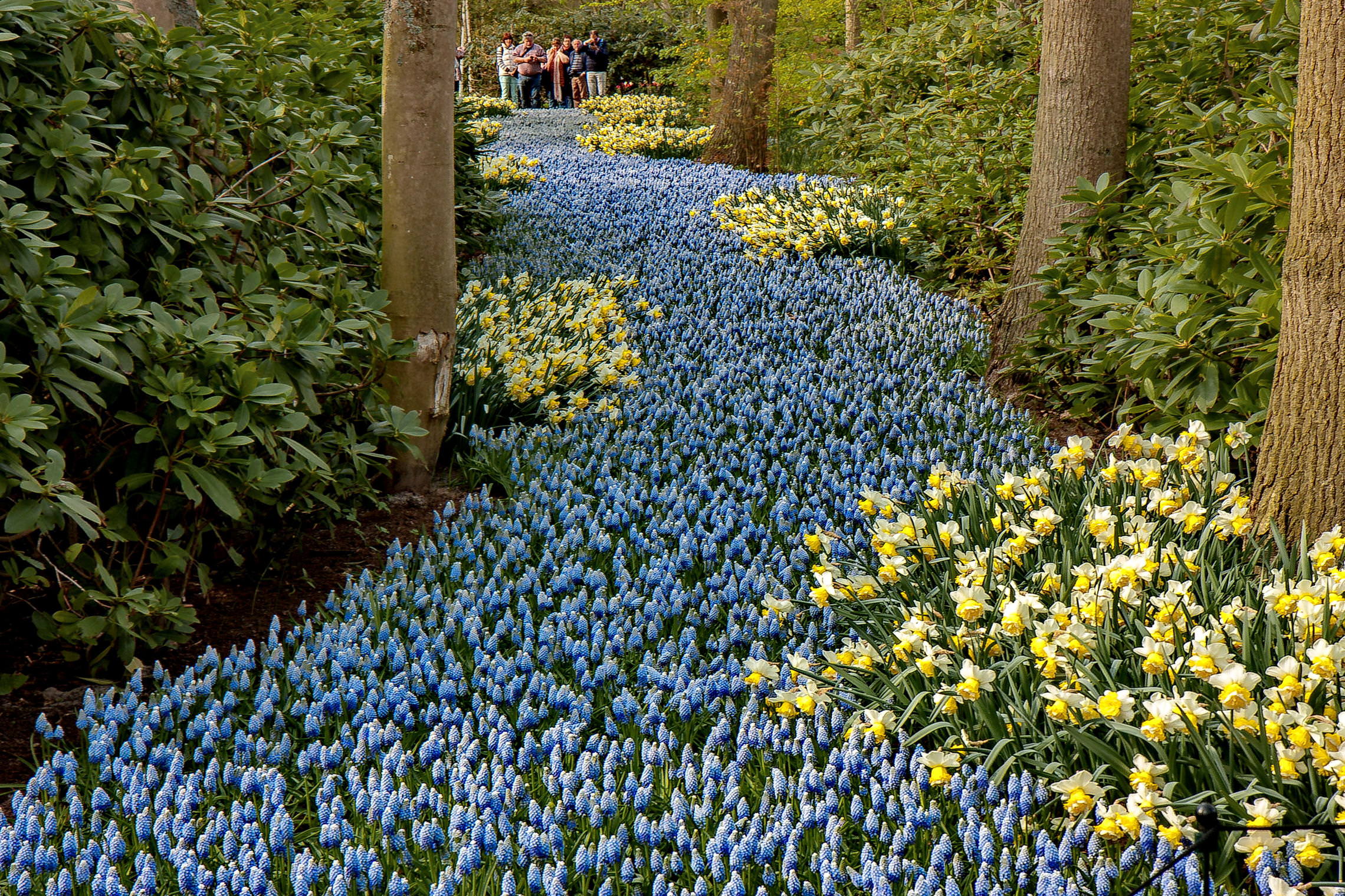 Tulips in Holland 04-2015 (14)
