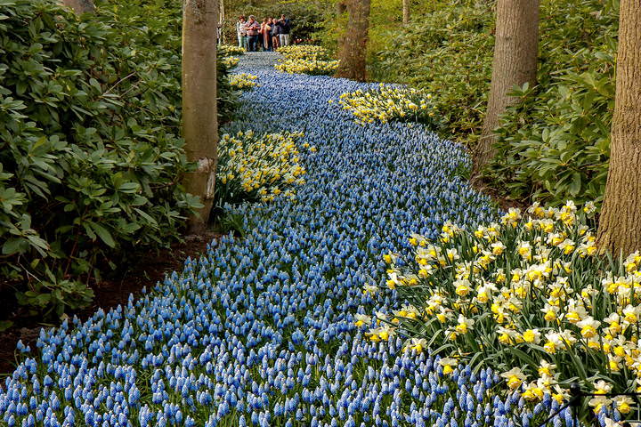 Tulips in Holland 04-2015 (14)