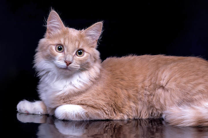 Кот