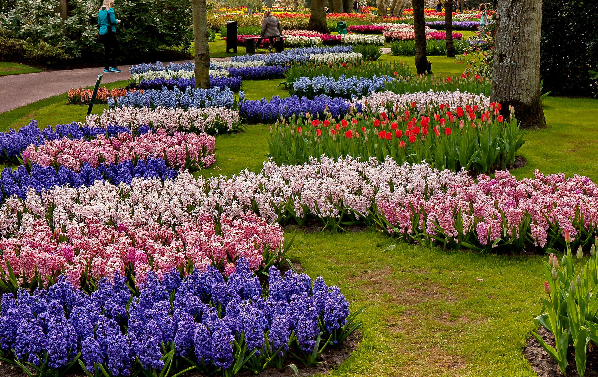 Tulips in Holland 04-2015 (15)
