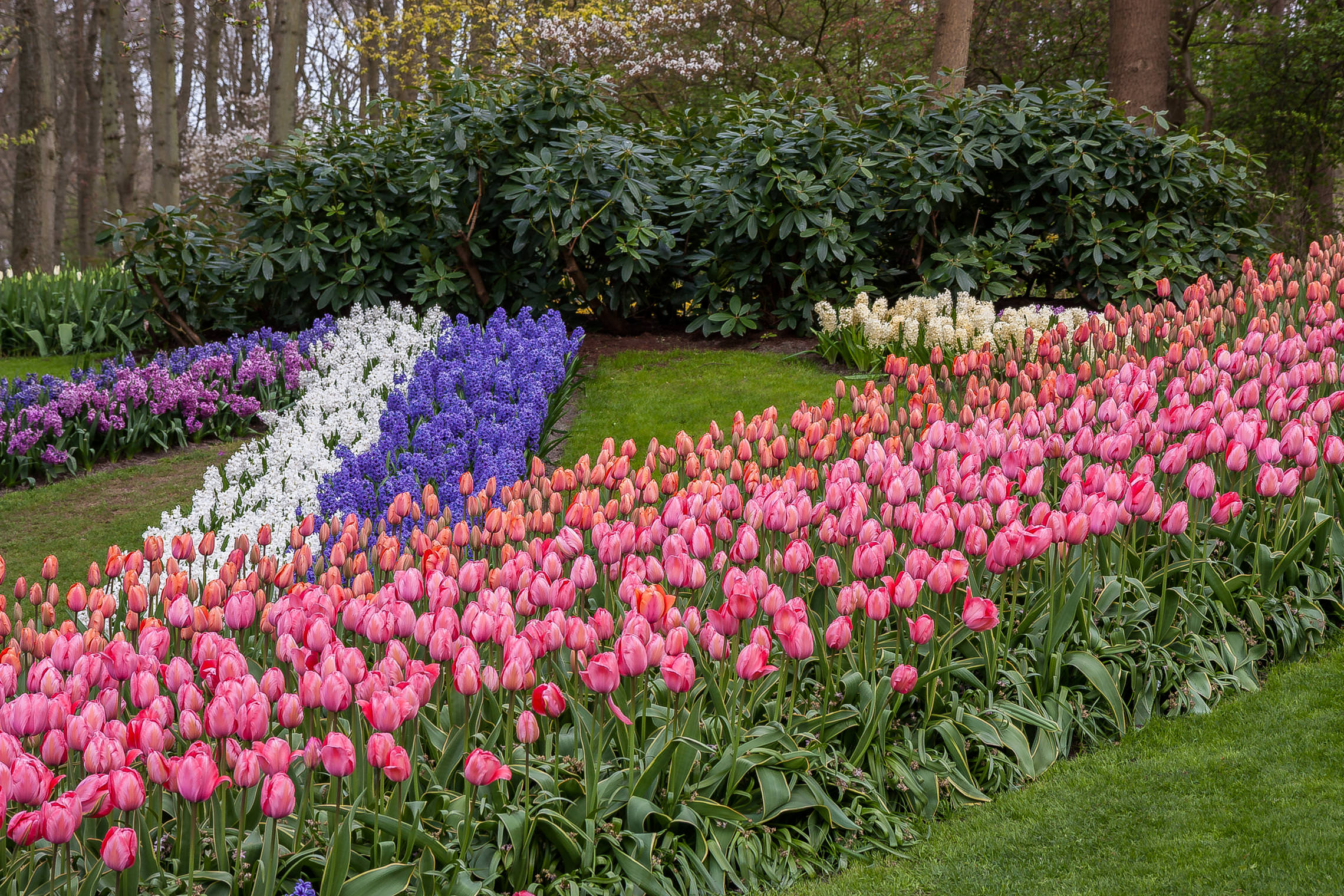 Tulips in Holland 04-2015 (16)