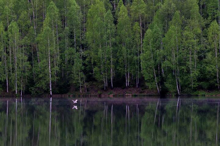 Весенние отражения