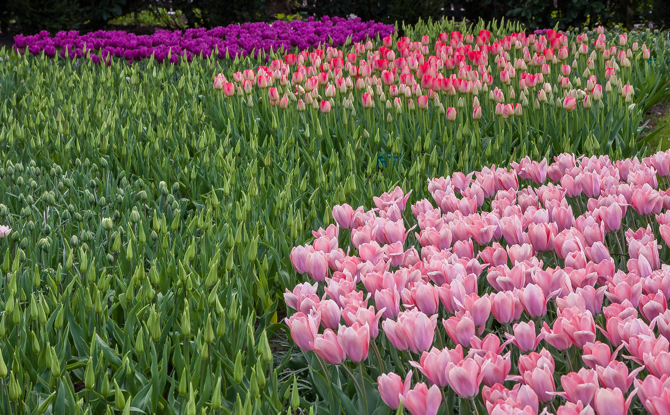 Tulips in Holland 04-2015 (17)