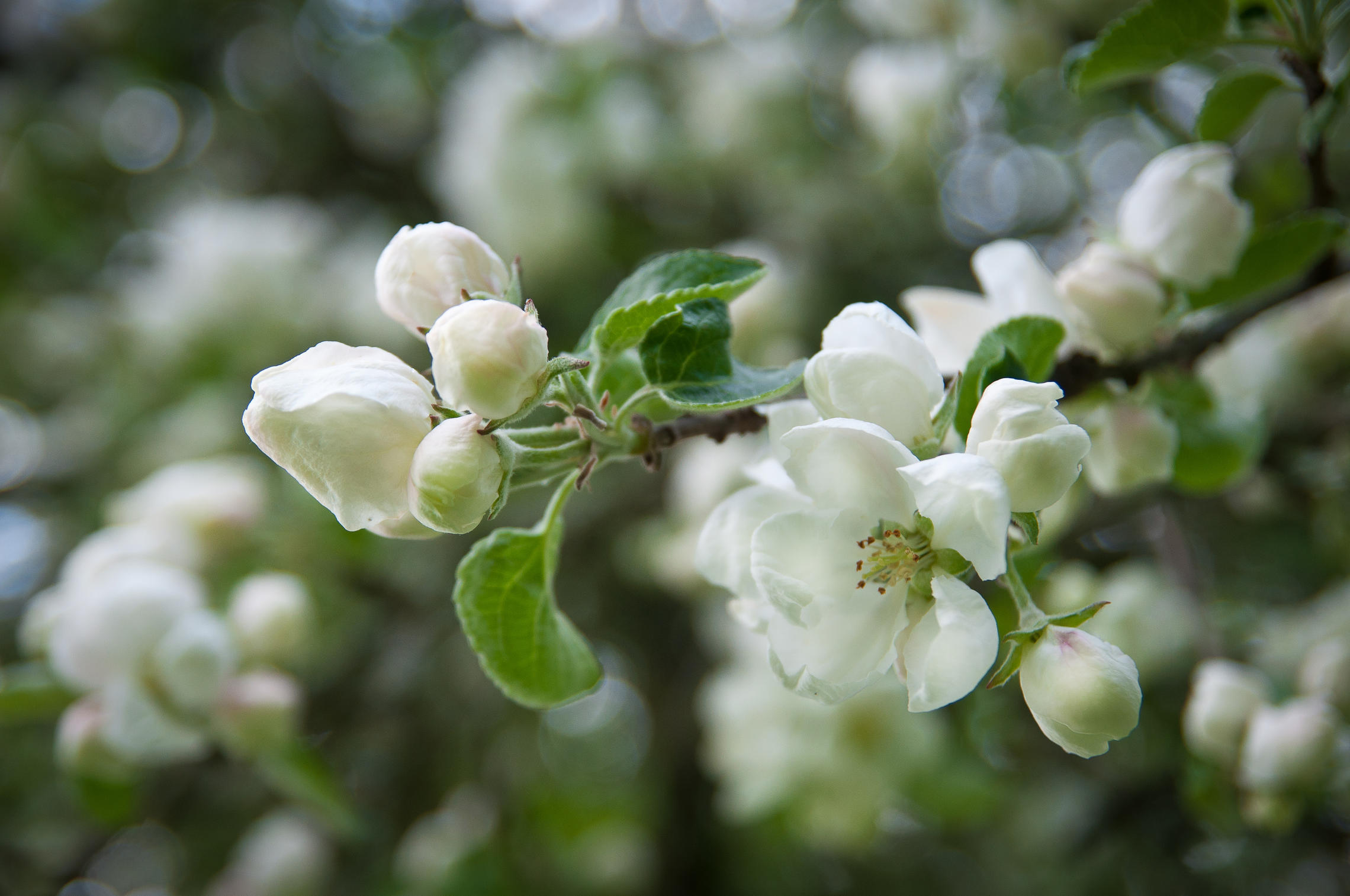 Цветы яблони Гранштейна