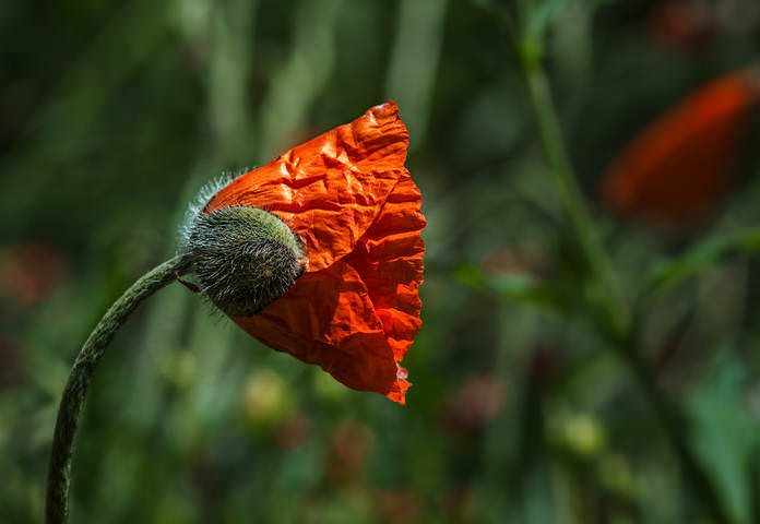 DSC_7871 копия