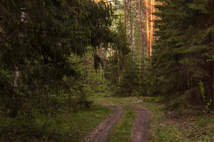 Где елки...)
