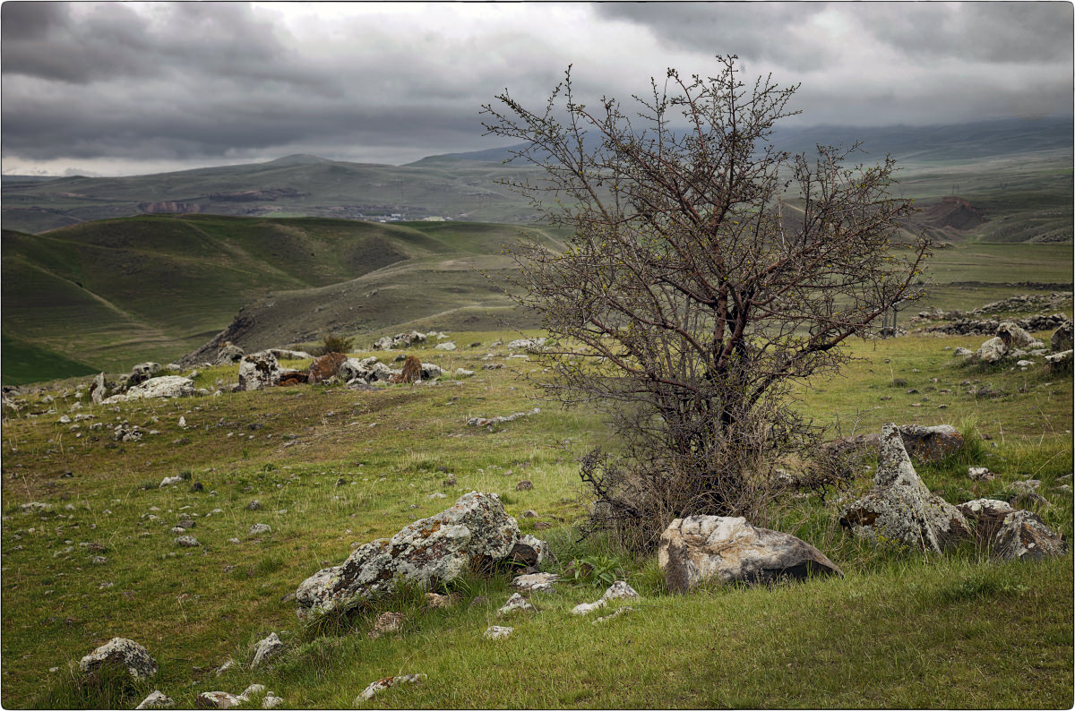 Распускающийся майский куст в горах Армении