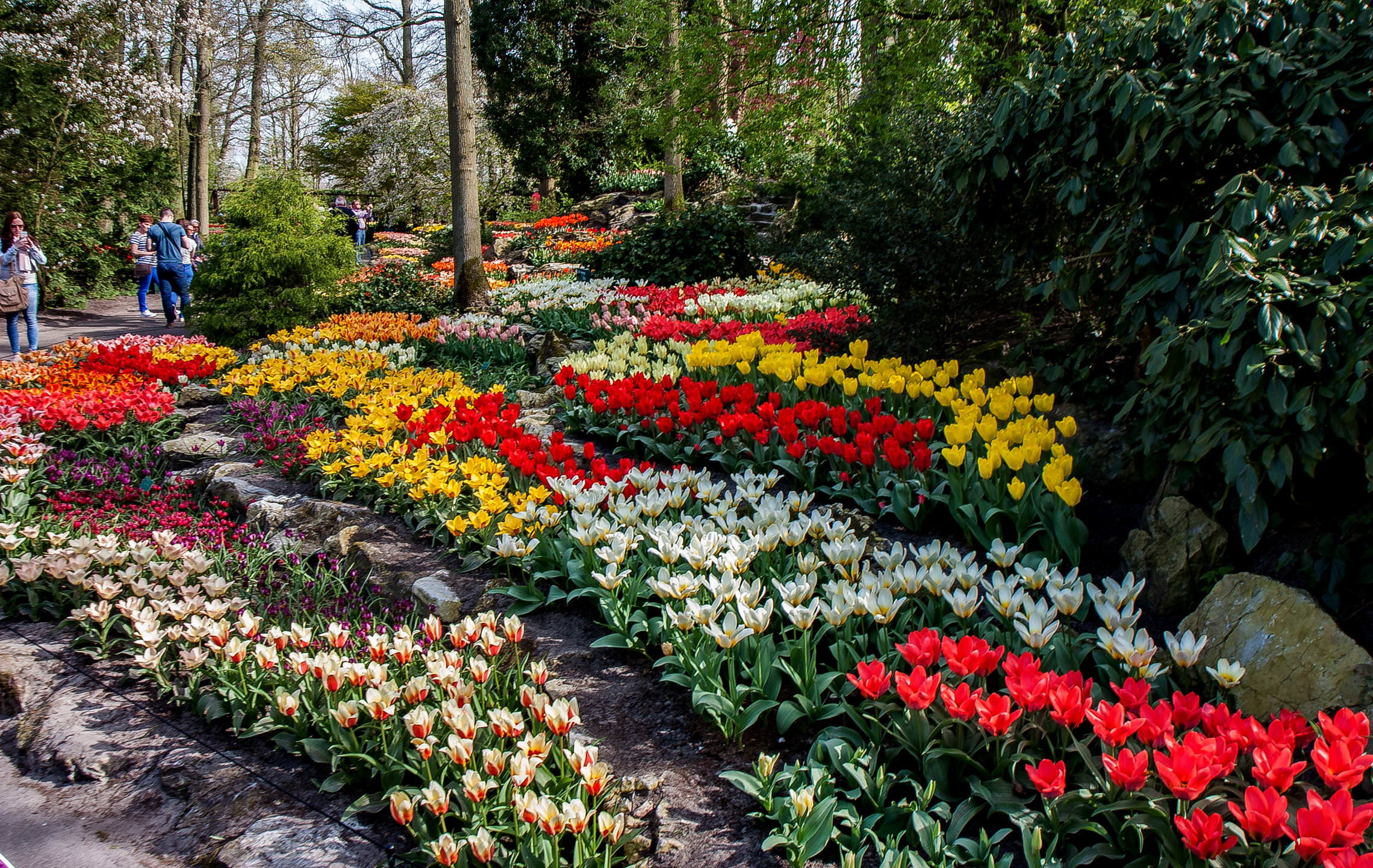 Tulips in Holland (18)