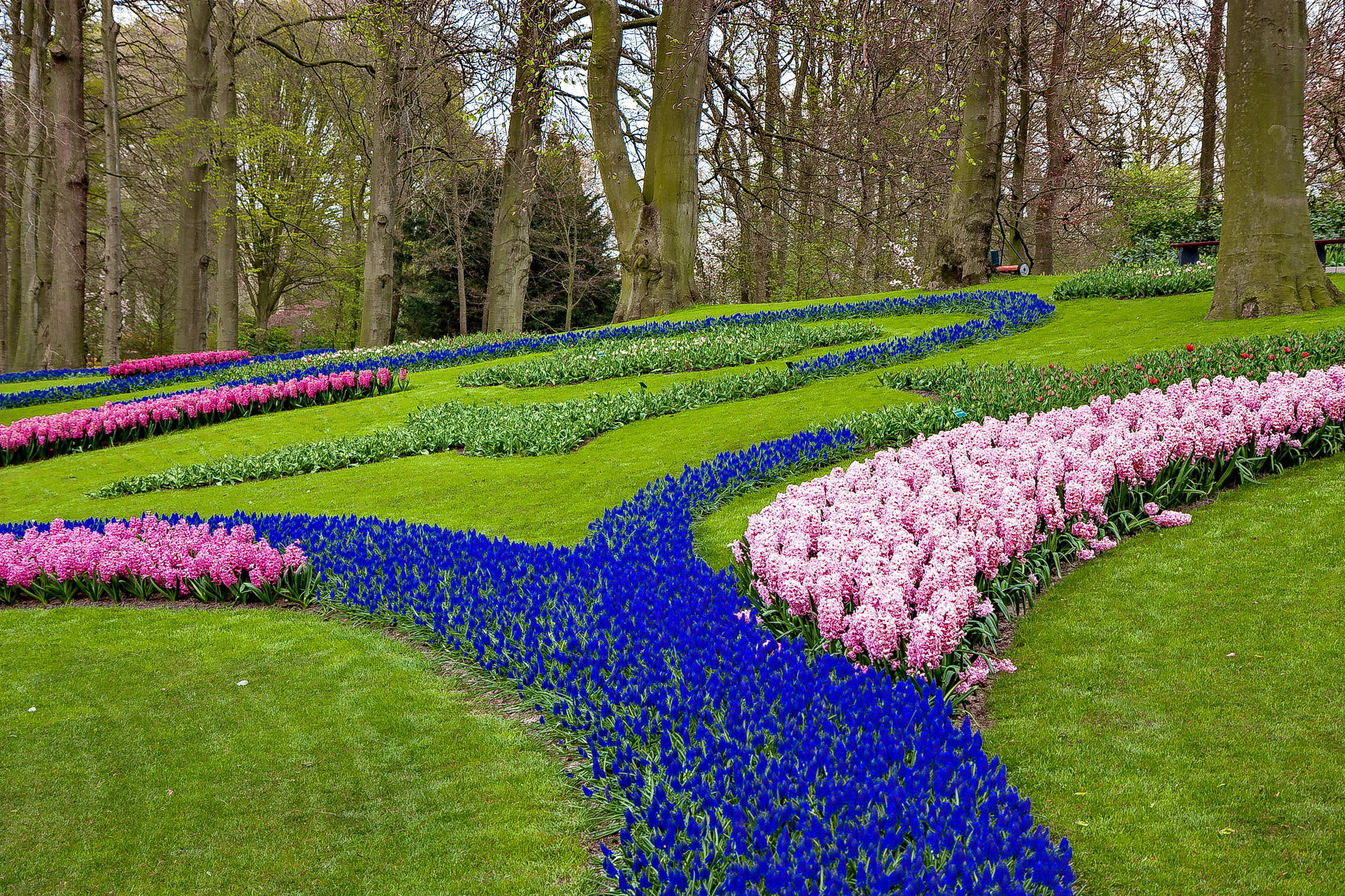 Tulips in Holland 04-2015 (19)