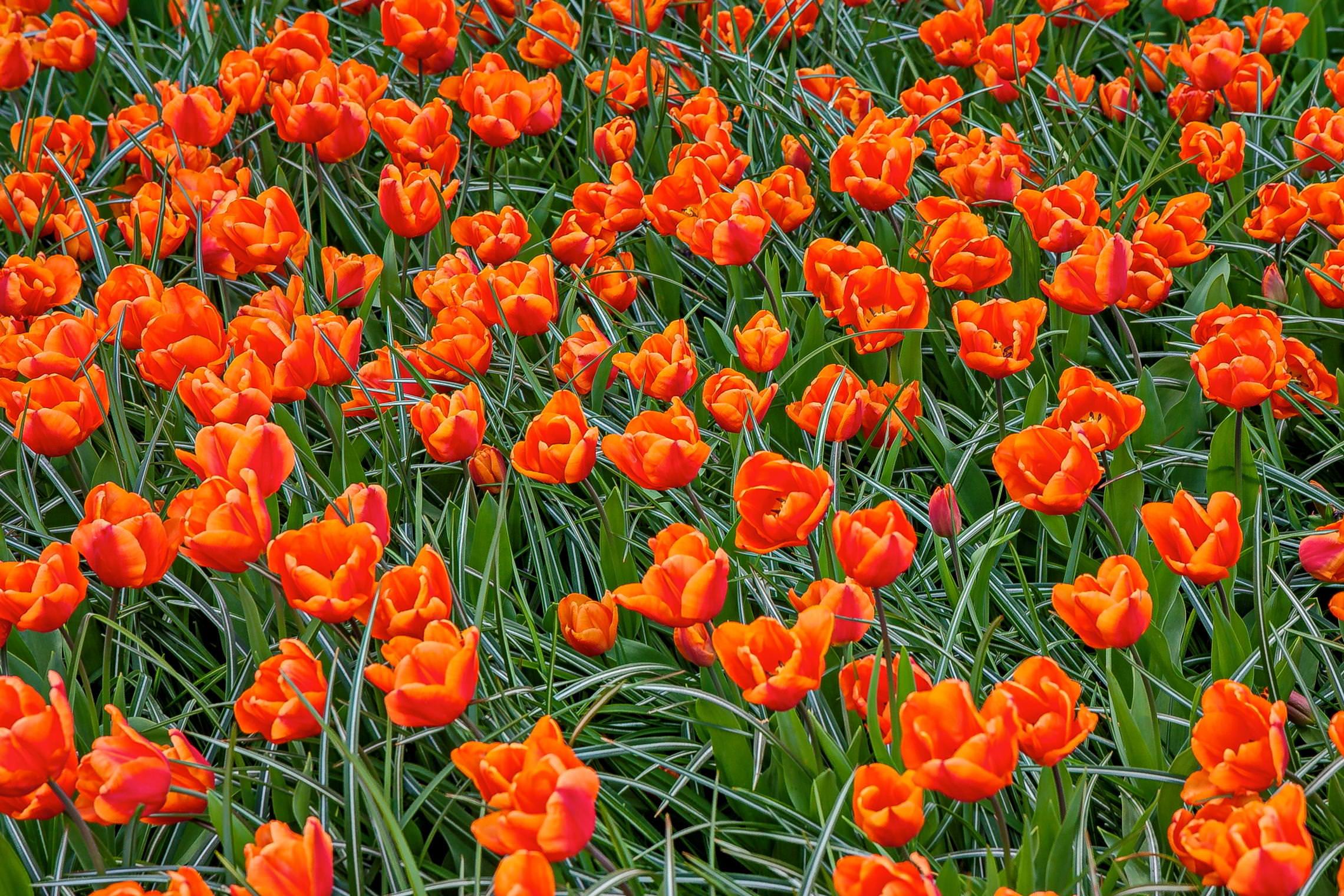 Tulips in Holland 04-2015 (20)