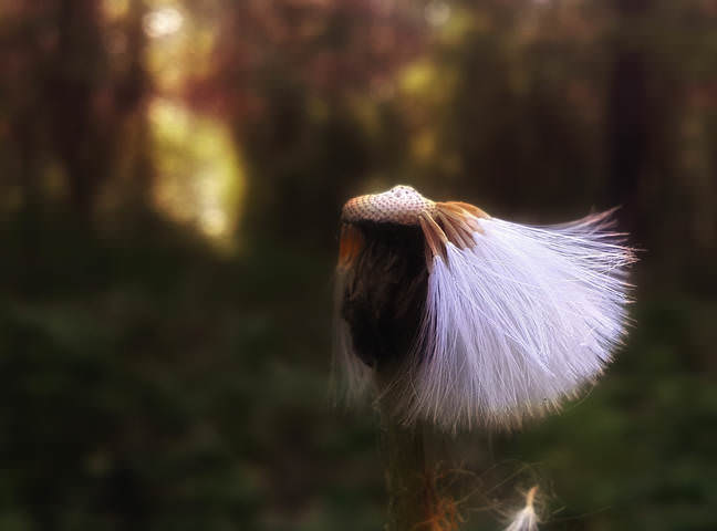 hairstyle
