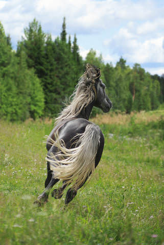 Про коня.