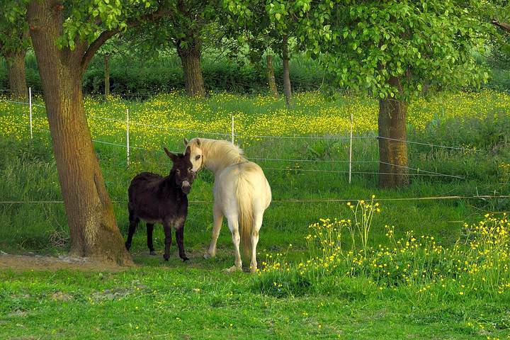 Romance in the spring.