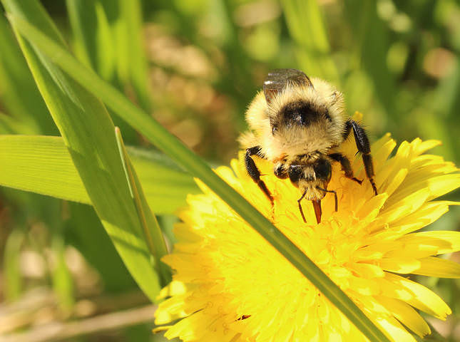***