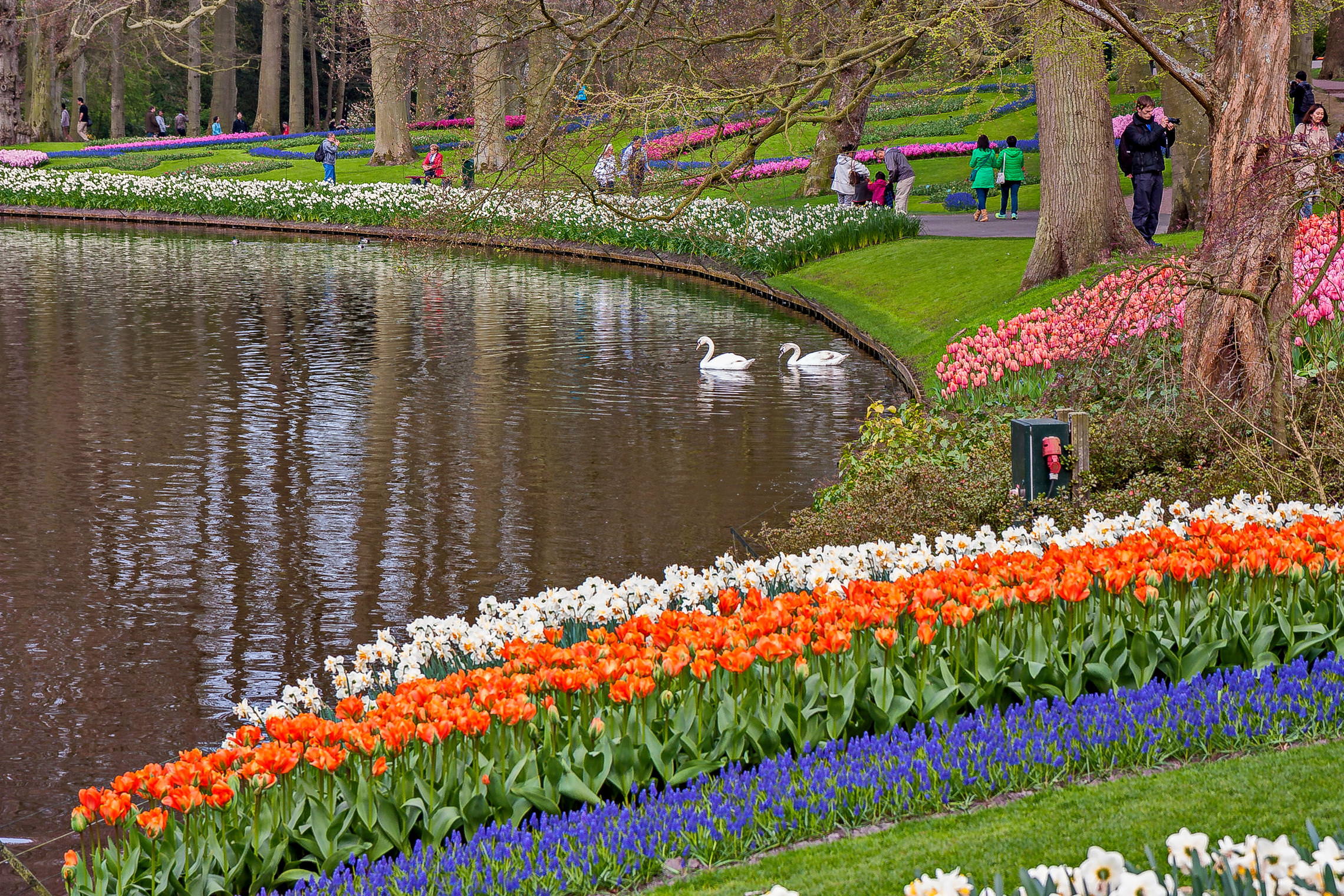 Tulips in Holland 04-205 (22)