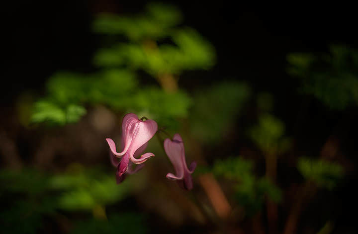 Dicentra﻿