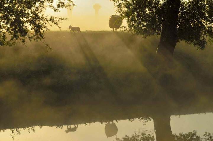 Foggy summer morning.