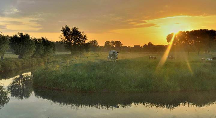 Golden morning.